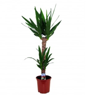 2'li Yucca